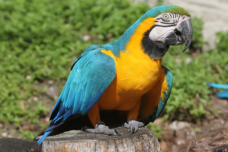 macaw parrot