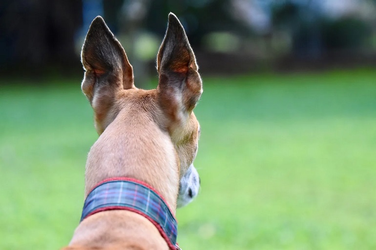 dog-collar2