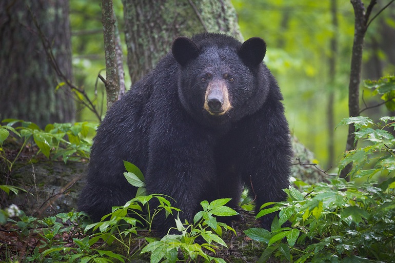 black bear