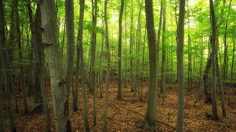 jungle trees
