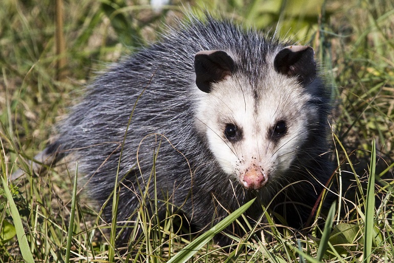 opossum
