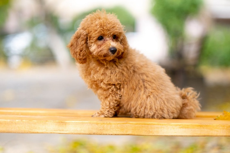 toy poodle