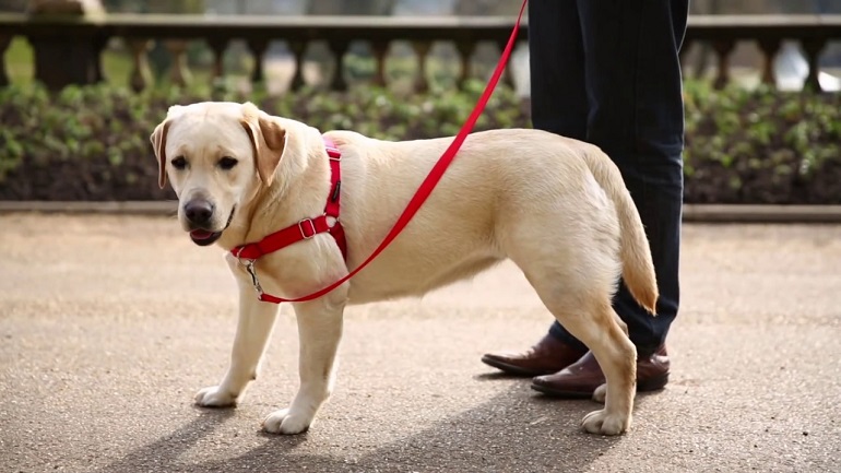 how to put dog harness on