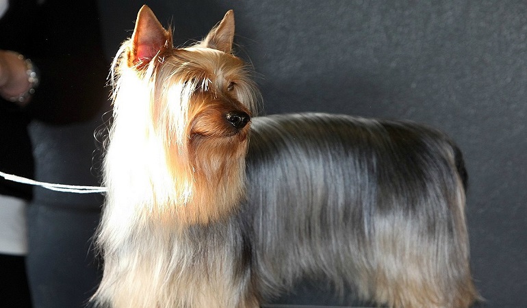 silky terrier