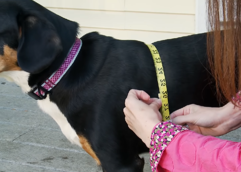 dog harness measurements