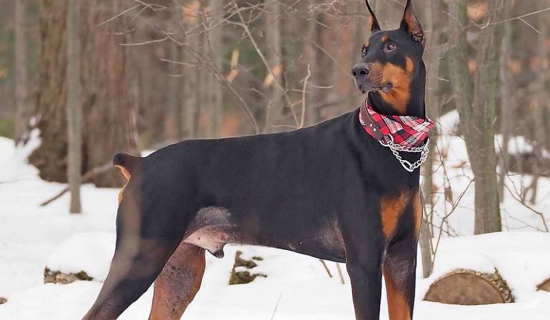 doberman size