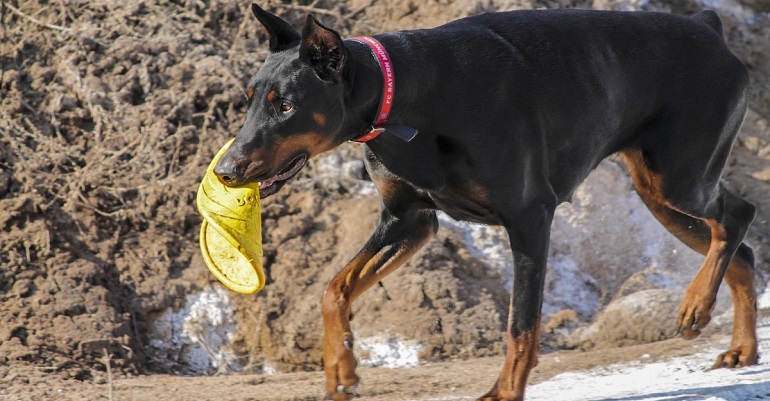 doberman health issues
