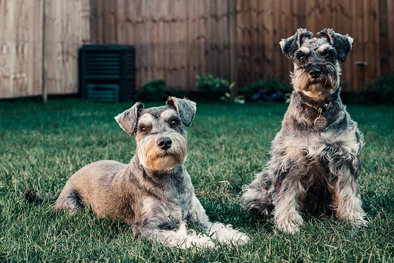 Parti Schnauzer