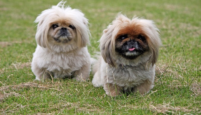 pekingese breeders
