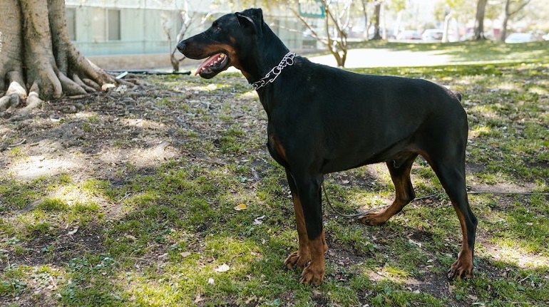 doberman health
