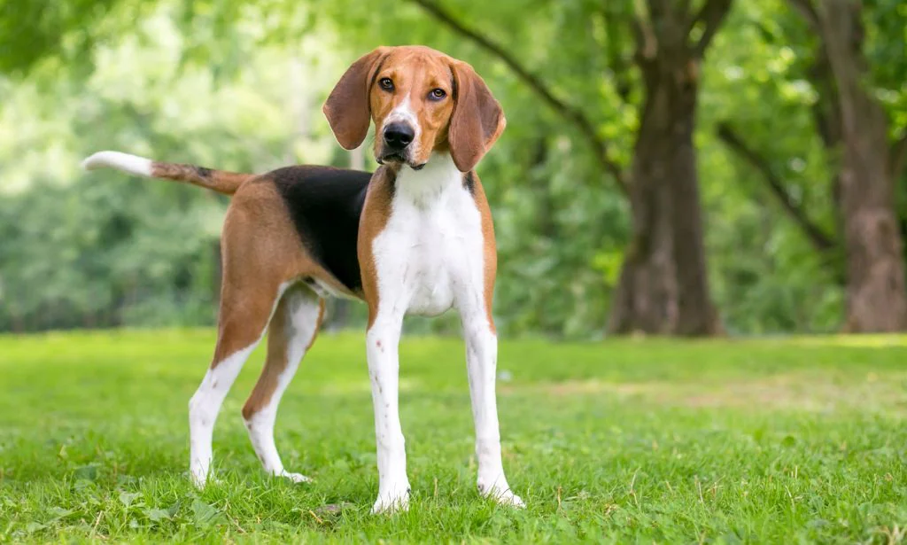 american foxhound puppies