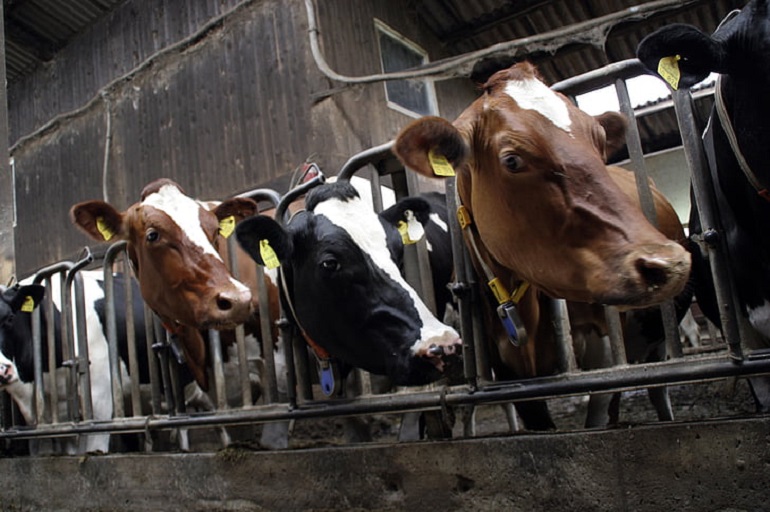 Animal Cruelty in Factory Farms Statistics