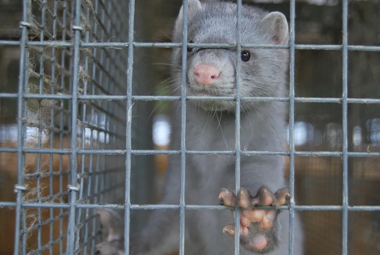 how to report animal abuse anonymously