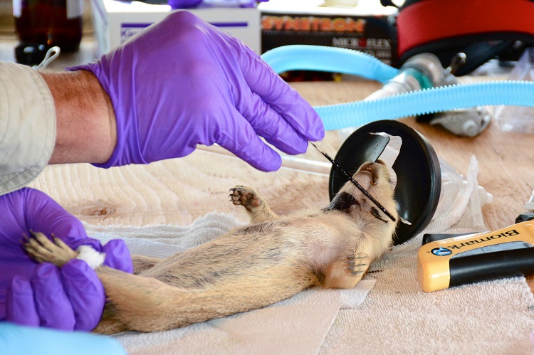 why is animal testing unethical