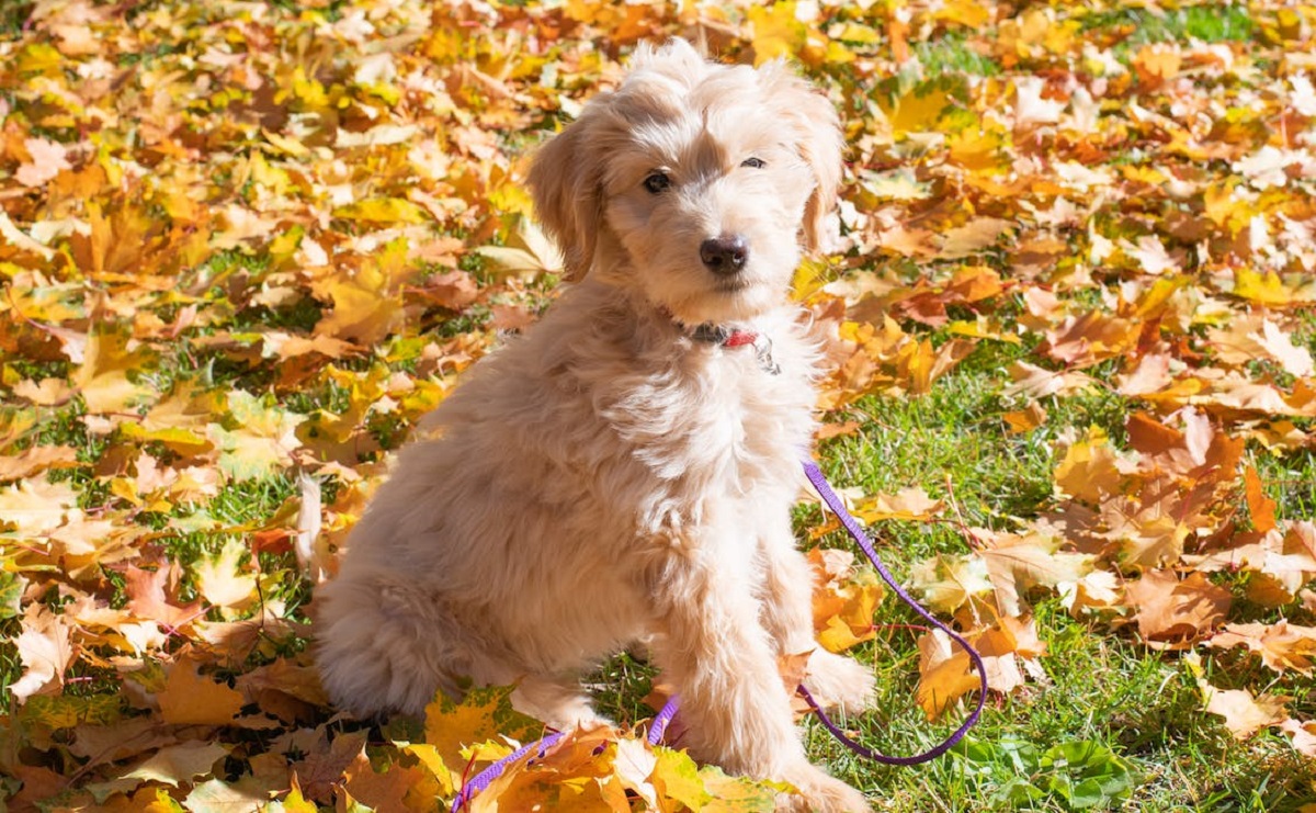 goldendoodle personality