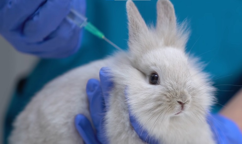 animal testing medical