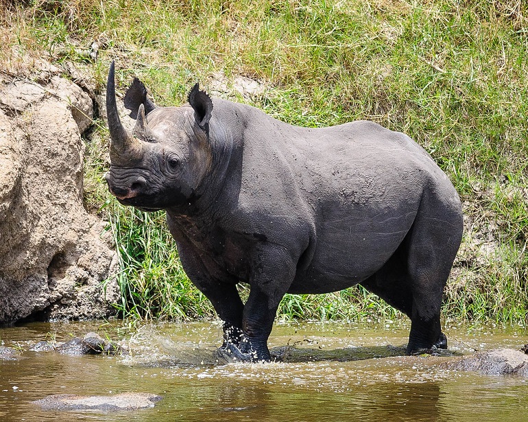 major reason for some species being endangered is