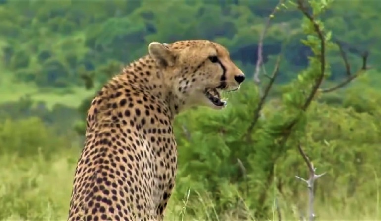 cheetah habitat for kids
