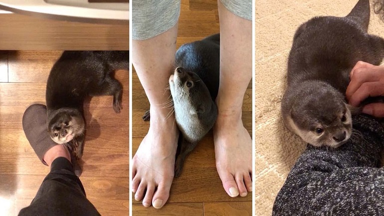 can you own a pet otter