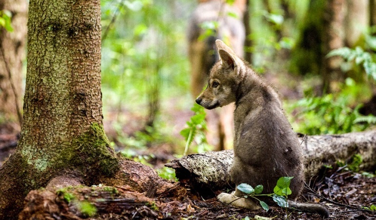 why do some animals become endangered