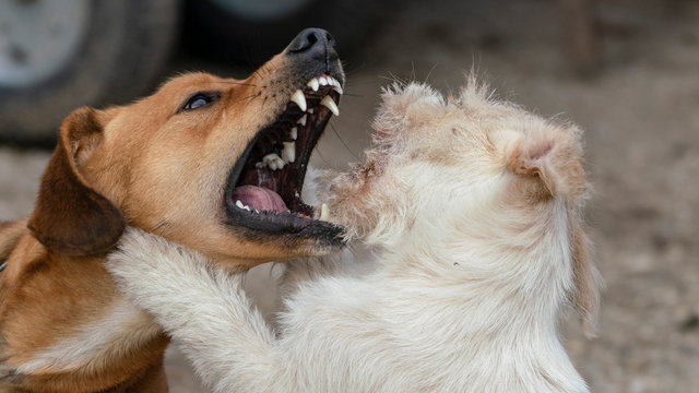 illegal gambling & animal abuse