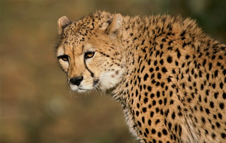 cheaters animals