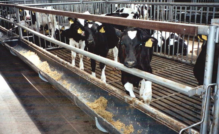 meat from baby bovine