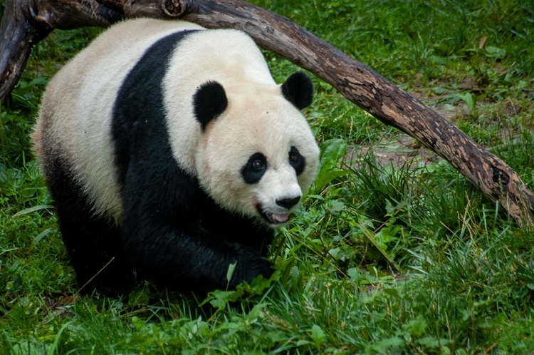 pandas