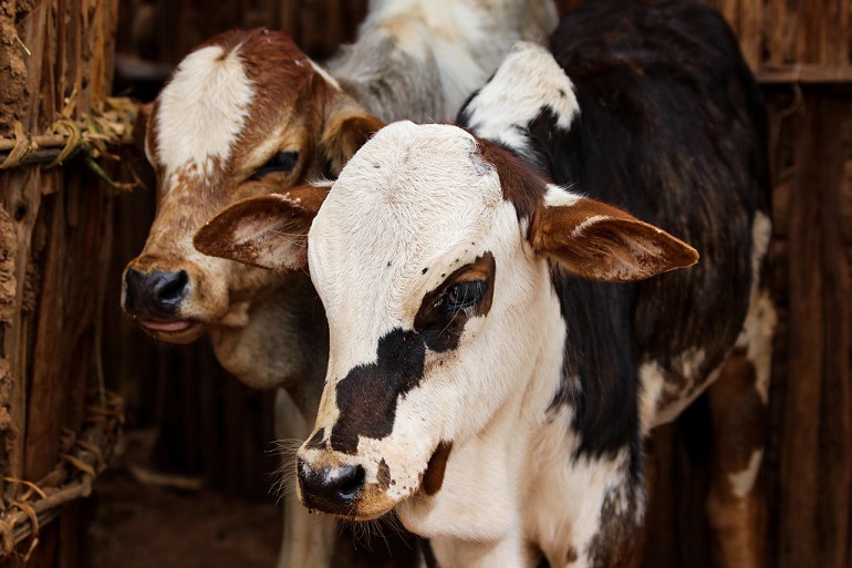 veal meat