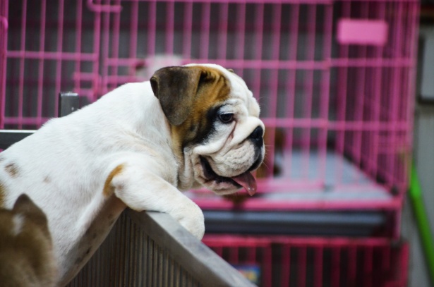 Why Are Puppy Mills Bad