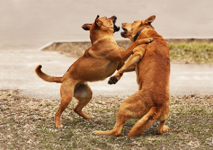 fighting dog with other dogs seized