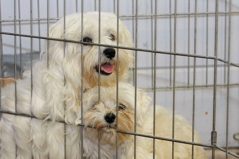 puppy mills vs breeders