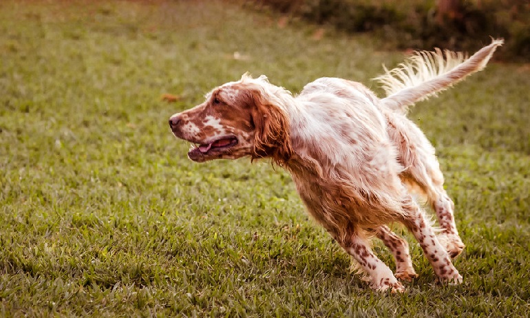 english setter shedding