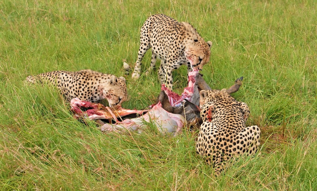 what are cheetahs