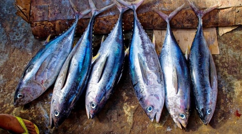 fish population
