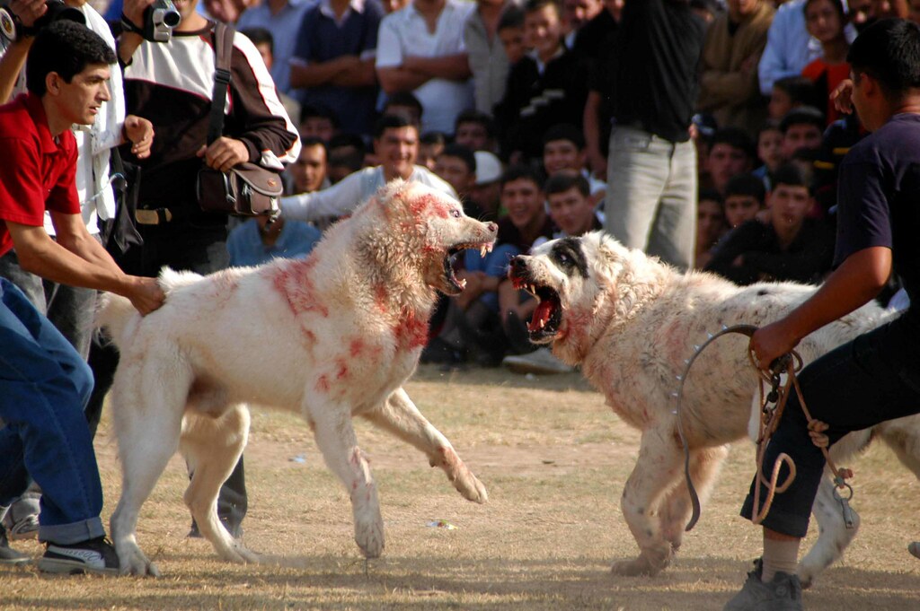 pits fighting