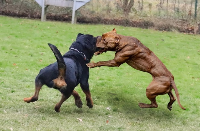 fighting dog