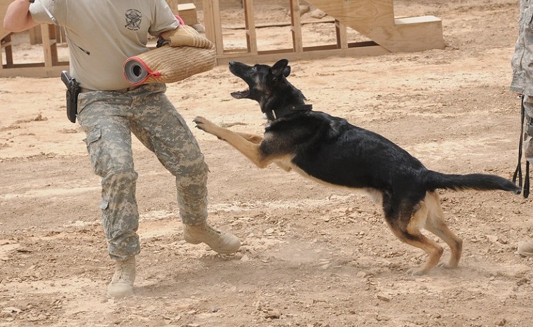 pitbull dog fighting games