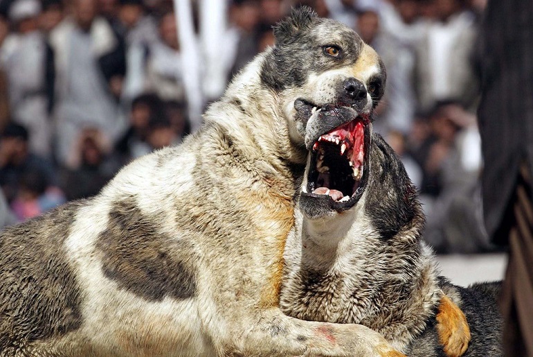 dog fighting breeds
