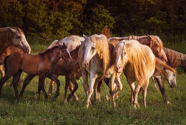 how many horses are in the world