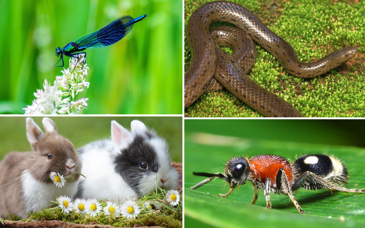 cool animals