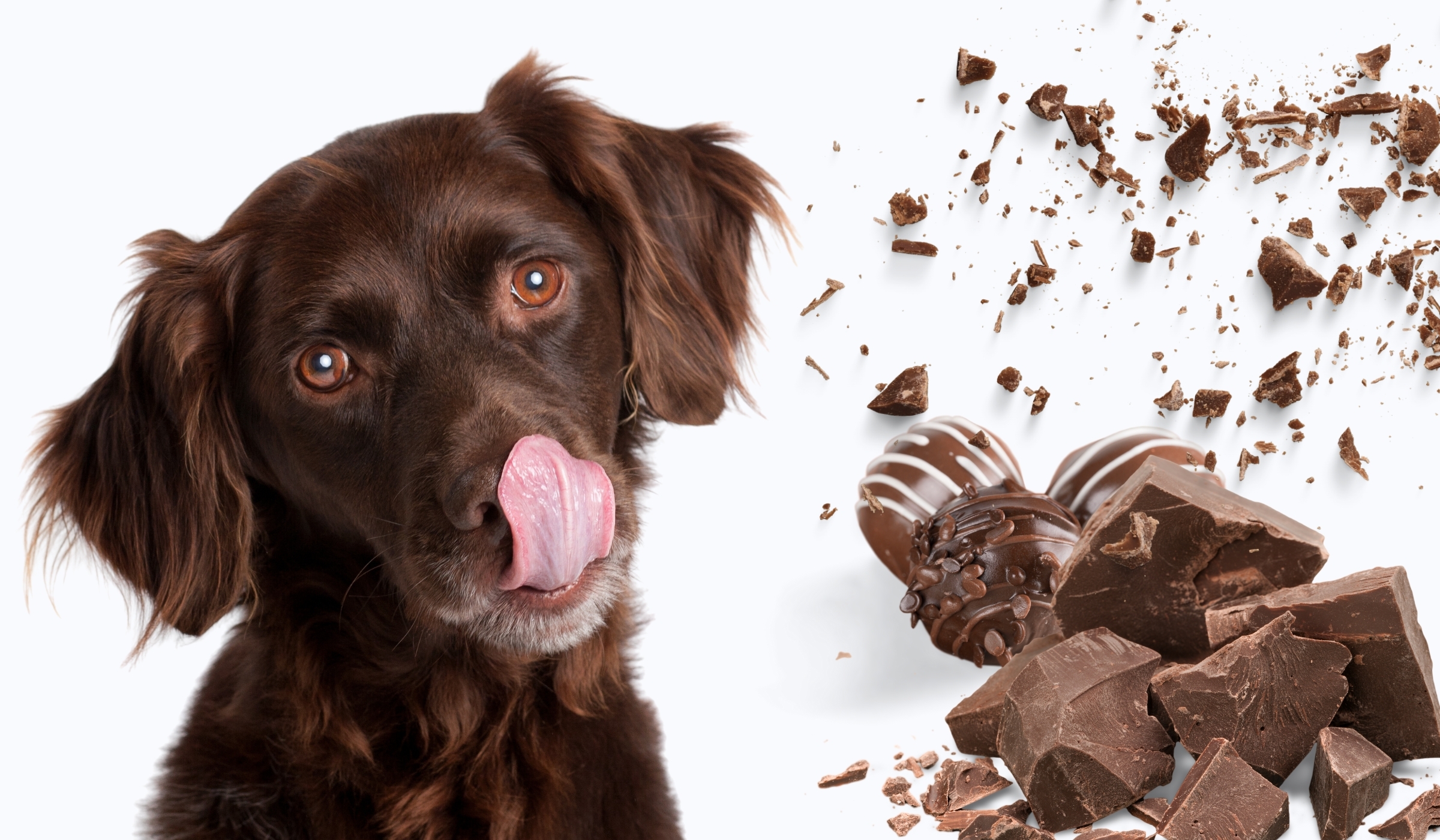 Chocolate Toxicity Calculator