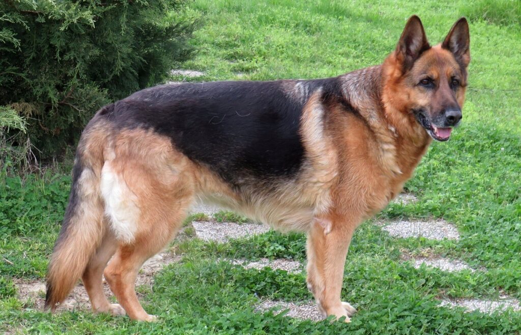 what is the most popular dog breed