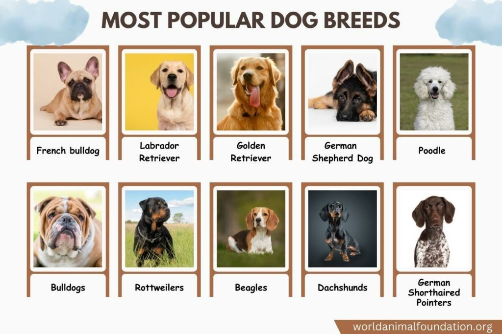 Most Popular Dog Breeds