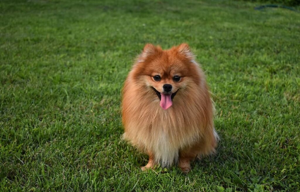 best dog breed to own