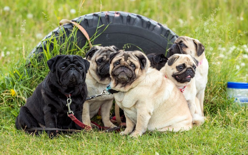 best selling dog breeds