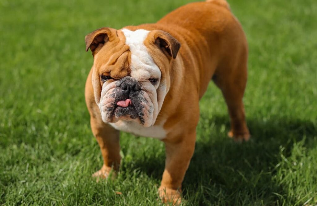 most famous dog breeds