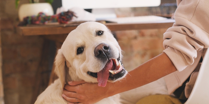 pet sitting rates calculator