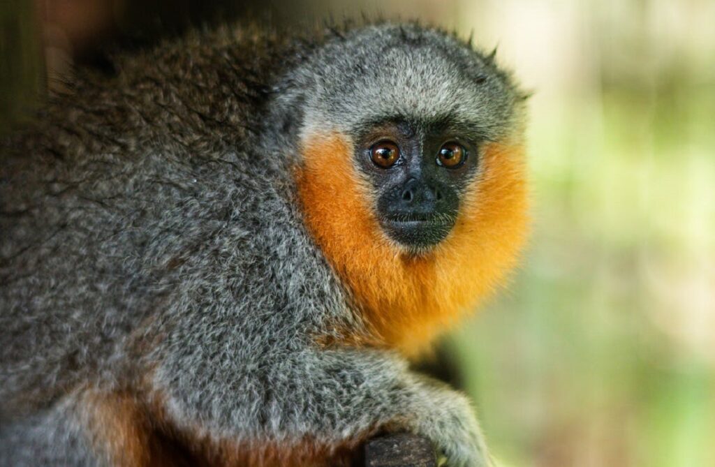 How Does Deforestation Affect Biodiversity