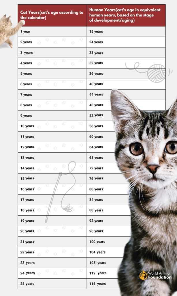 cat age chart